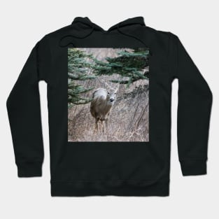 Young deer Hoodie